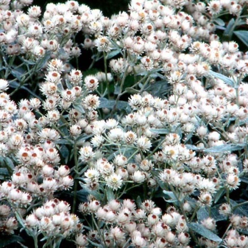 Anaphalis margaritacea Neuschnee - Großes Perlkörbchen (Flowering)