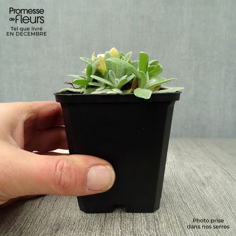 Exemplar von Anaphalis margaritacea Neuschnee - Großes Perlkörbchen Kleine Töpfe von 8/9 cm wie im Winter geliefert