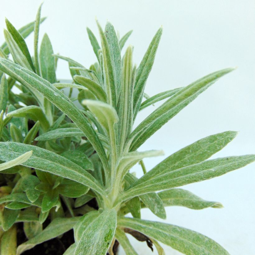 Anaphalis margaritacea Neuschnee - Großes Perlkörbchen (Foliage)