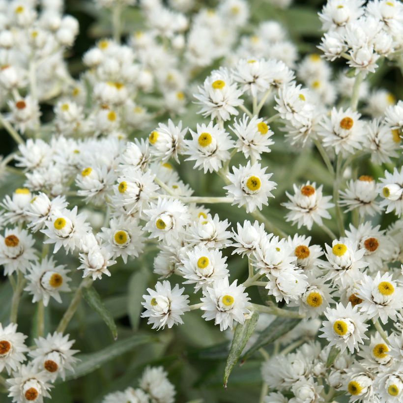 Anaphalis triplinervis - Himalaya-Perlkörbchen (Flowering)
