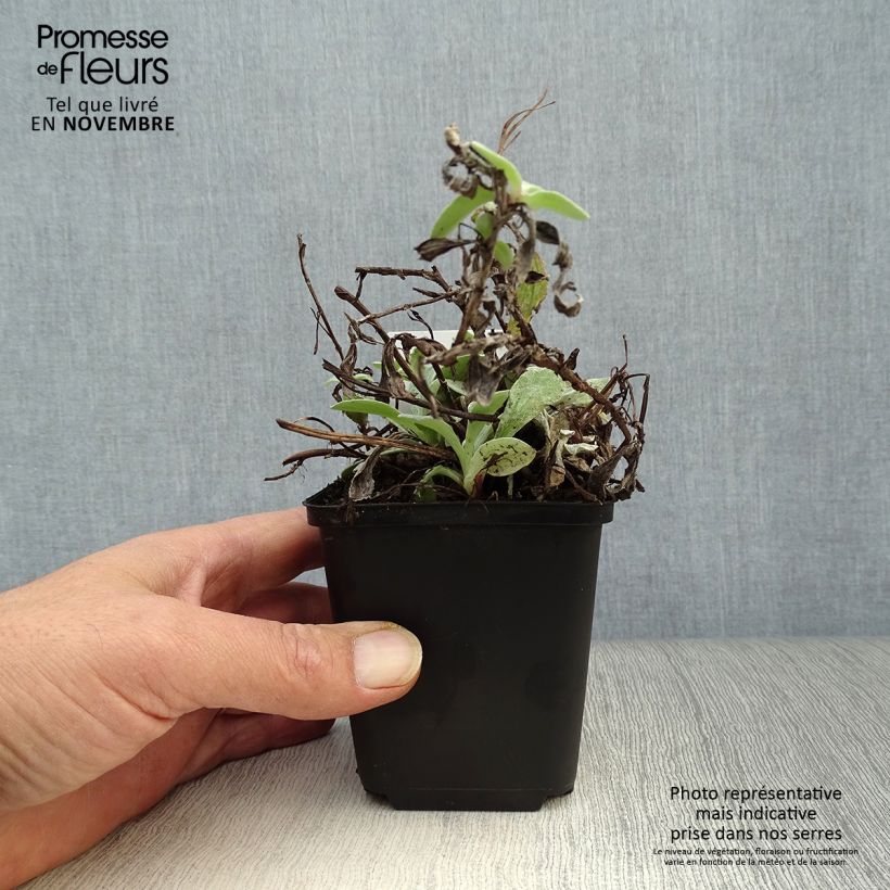 Example of Anaphalis triplinervis - Himalaya-Perlkörbchen Kleine Töpfe von 8/9 cm as you get in automne