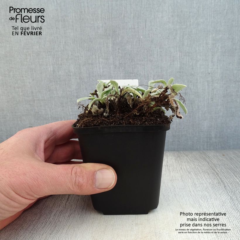 Exemplar von Anaphalis triplinervis - Himalaya-Perlkörbchen Kleine Töpfe von 8/9 cm wie im Winter geliefert