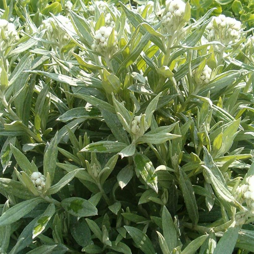 Anaphalis triplinervis Sommerschnee - Himalaya-Perlkörbchen (Plant habit)