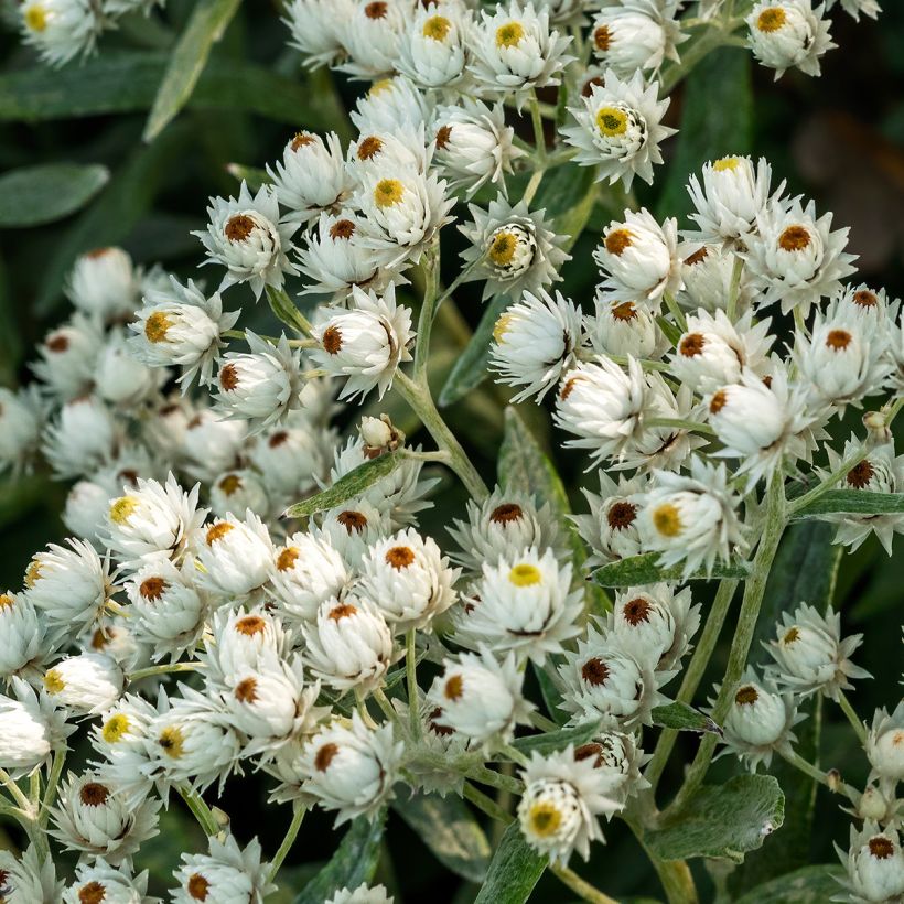 Anaphalis triplinervis Sommerschnee - Himalaya-Perlkörbchen (Flowering)