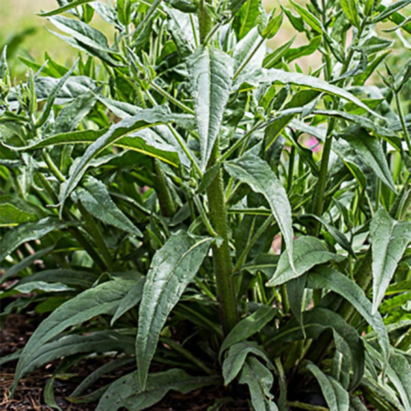 Anchusa azurea Dropmore - Italienische Ochsenzunge (Foliage)