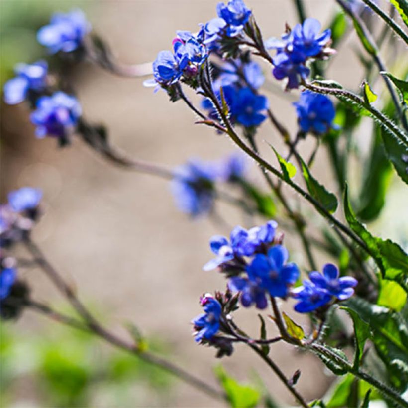 Anchusa azurea Dropmore - Italienische Ochsenzunge (Flowering)