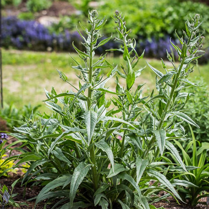 Anchusa azurea Dropmore - Italienische Ochsenzunge (Plant habit)