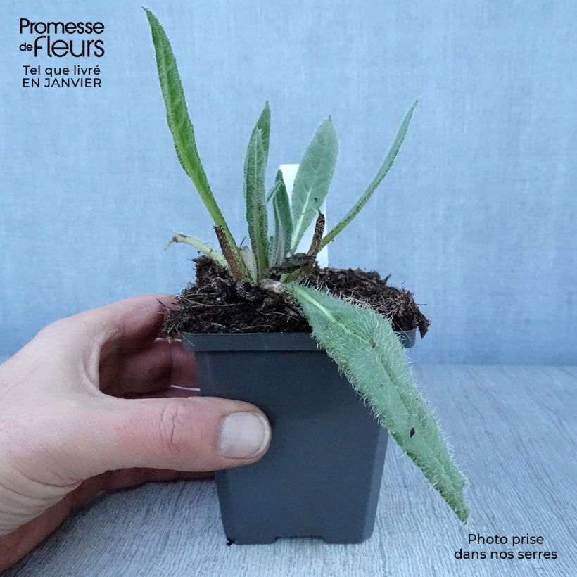 Exemplar von Anchusa azurea Dropmore - Italienische Ochsenzunge Kleine Töpfe von 8/9 cm wie im Winter geliefert