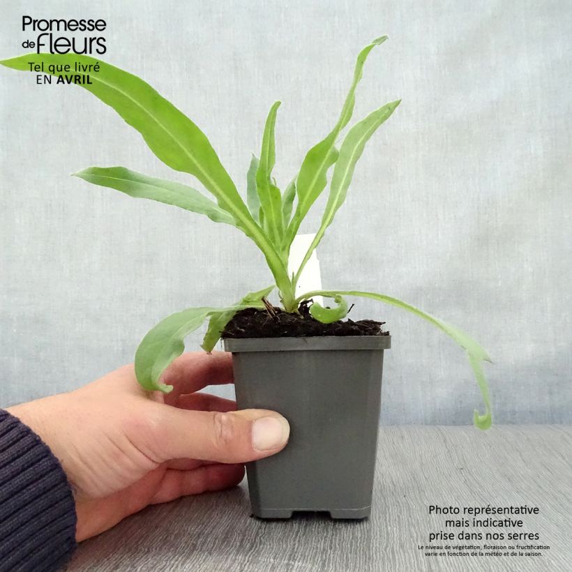 Exemplar von Anchusa azurea Dropmore - Italienische Ochsenzunge Kleine Töpfe von 8/9 cm wie im Frühjahr geliefert