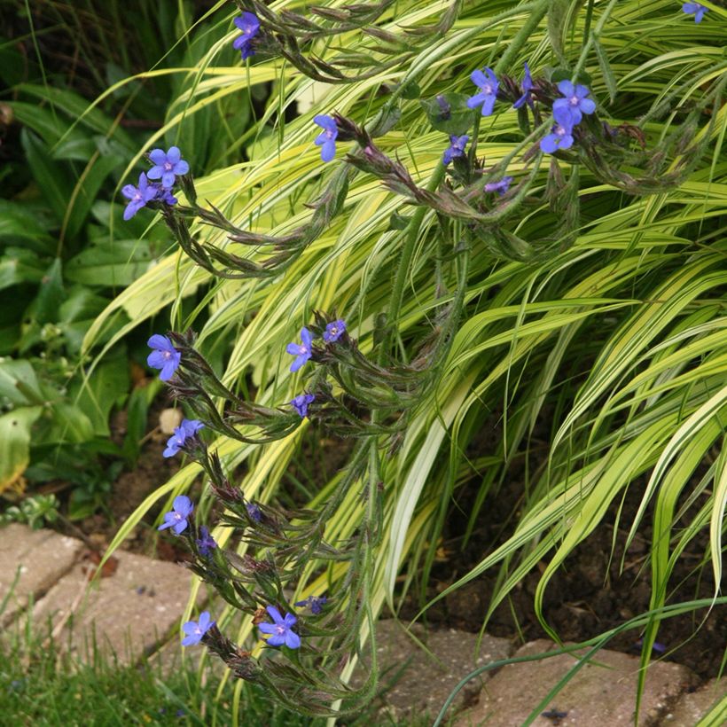 Anchusa azurea Loddon Royalist - Italienische Ochsenzunge (Plant habit)