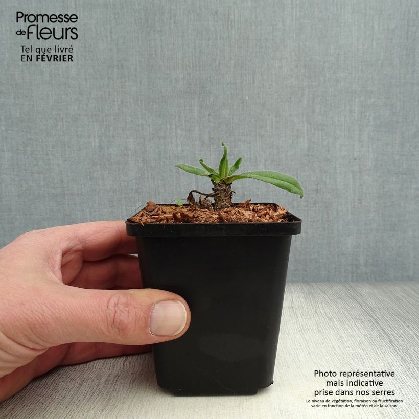 Exemplar von Anchusa azurea Loddon Royalist - Italienische Ochsenzunge Kleine Töpfe von 8/9 cm wie im Winter geliefert