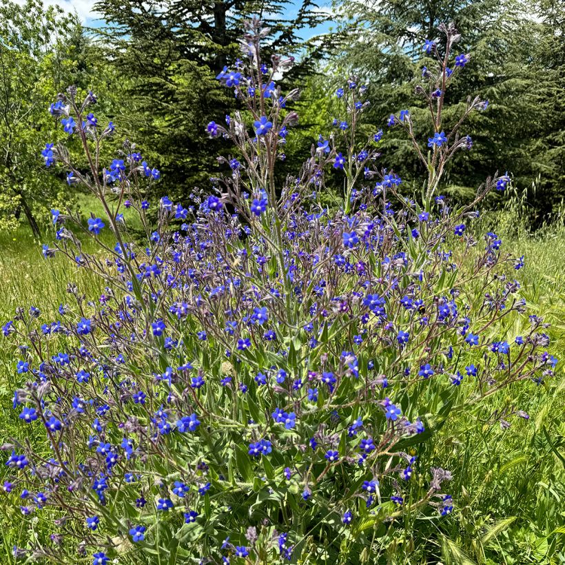 Anchusa azurea Feltham Pride - Italienische Ochsenzunge (Wuchs)
