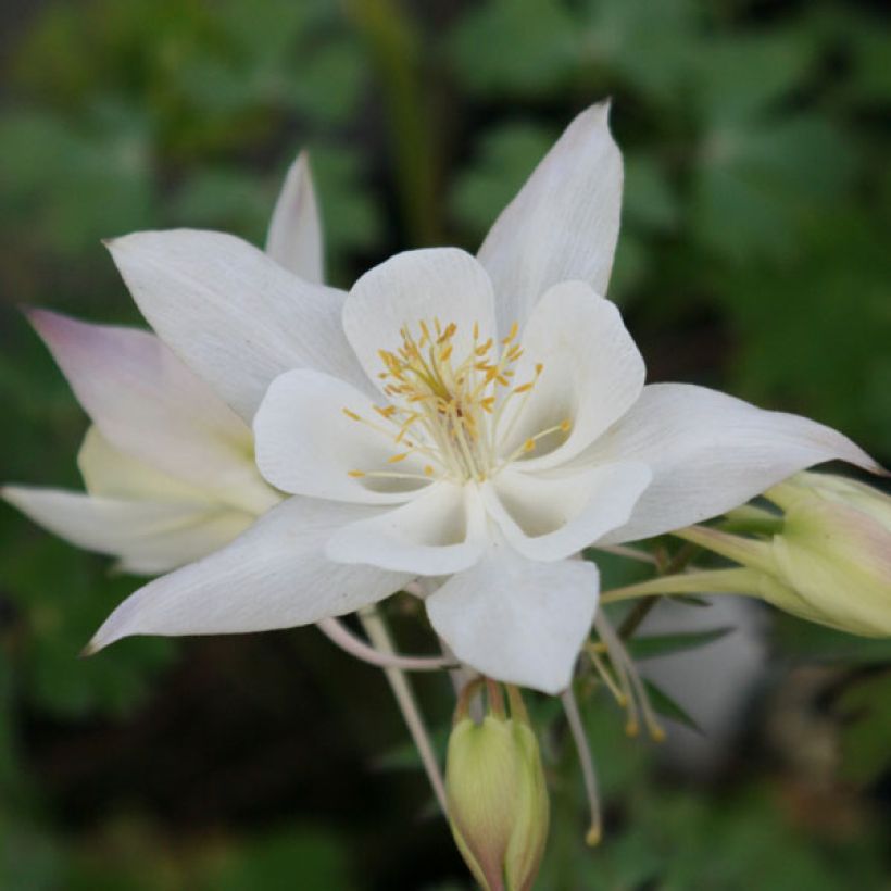 Aquilegia caerulea Snow Queen - Garten-Akelei (Flowering)