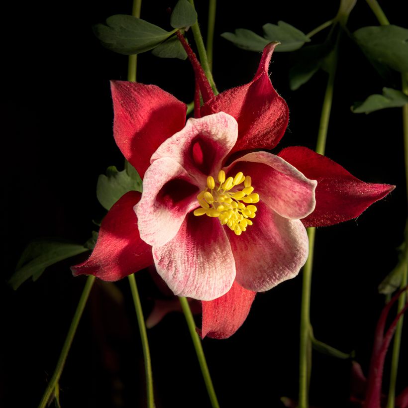 Aquilegia Songbird Series Cardinal - Garten-Akelei (Flowering)