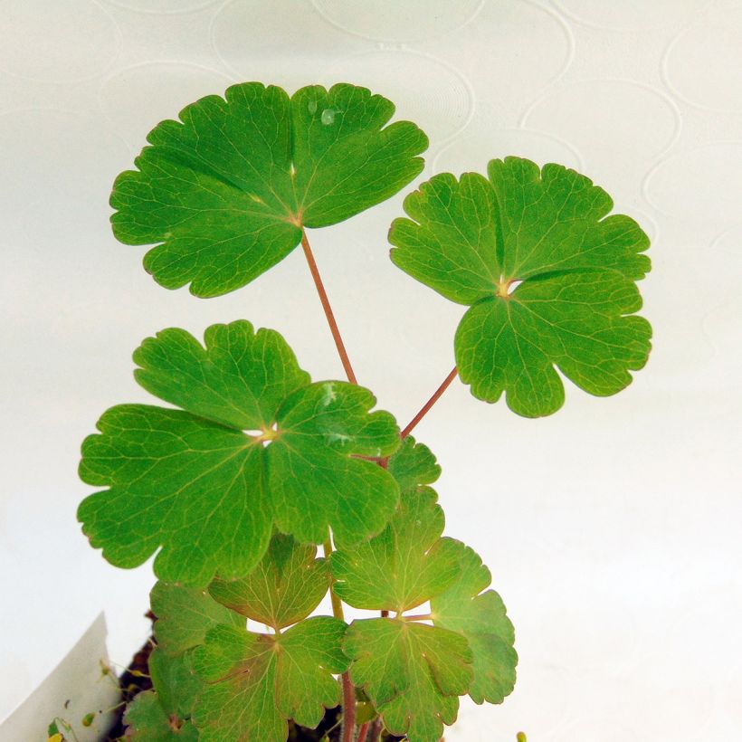 Aquilegia atrata - Schwarze Akelei (Foliage)