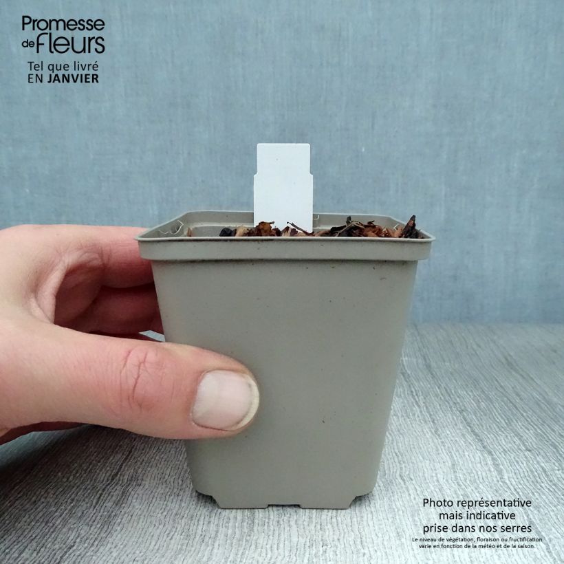 Exemplar von Aquilegia atrata - Schwarze Akelei Kleine Töpfe von 8/9 cm wie im Winter geliefert