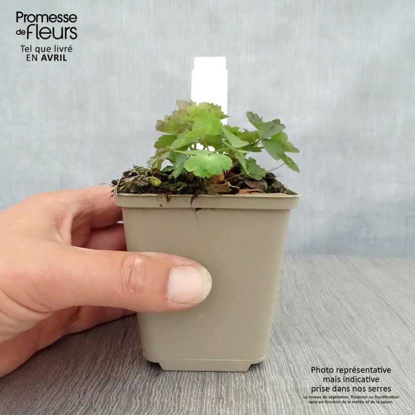 Exemplar von Aquilegia atrata - Schwarze Akelei Kleine Töpfe von 8/9 cm wie im Frühjahr geliefert