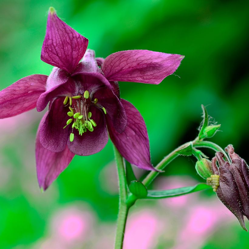 Aquilegia atrata - Schwarze Akelei (Flowering)