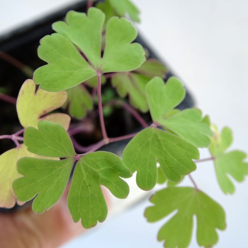 Aquilegia caerulea Kristall - Garten-Akelei (Foliage)