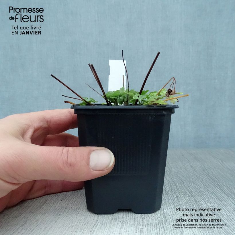 Exemplar von Aquilegia caerulea Kristall - Garten-Akelei Kleine Töpfe von 8/9 cm wie im Winter geliefert