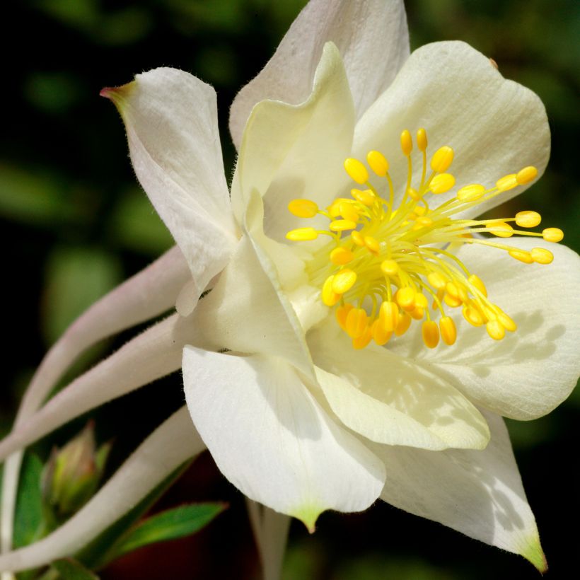 Aquilegia caerulea Kristall - Garten-Akelei (Flowering)