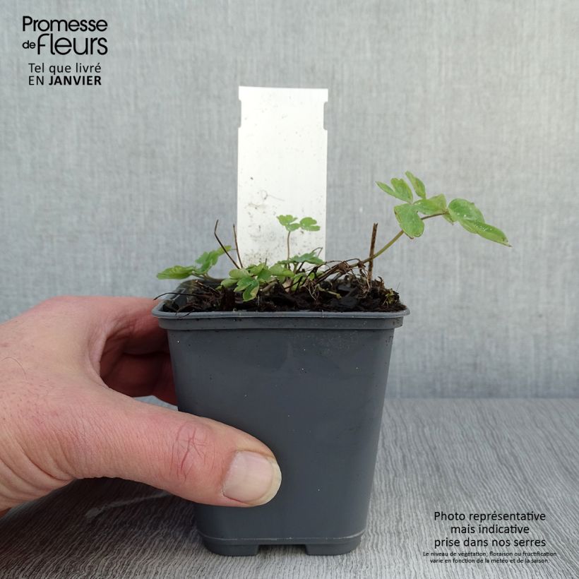 Exemplar von Aquilegia caerulea Rose Queen - Garten-Akelei Kleine Töpfe von 8/9 cm wie im Winter geliefert