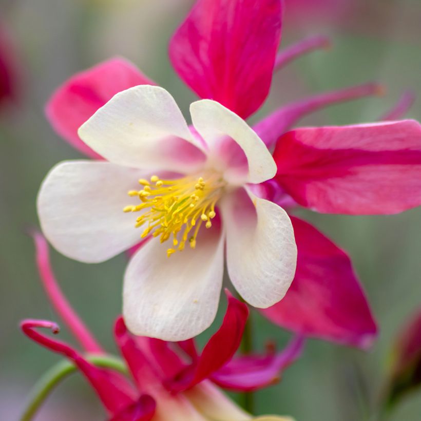 Aquilegia caerulea Rose Queen - Garten-Akelei (Flowering)