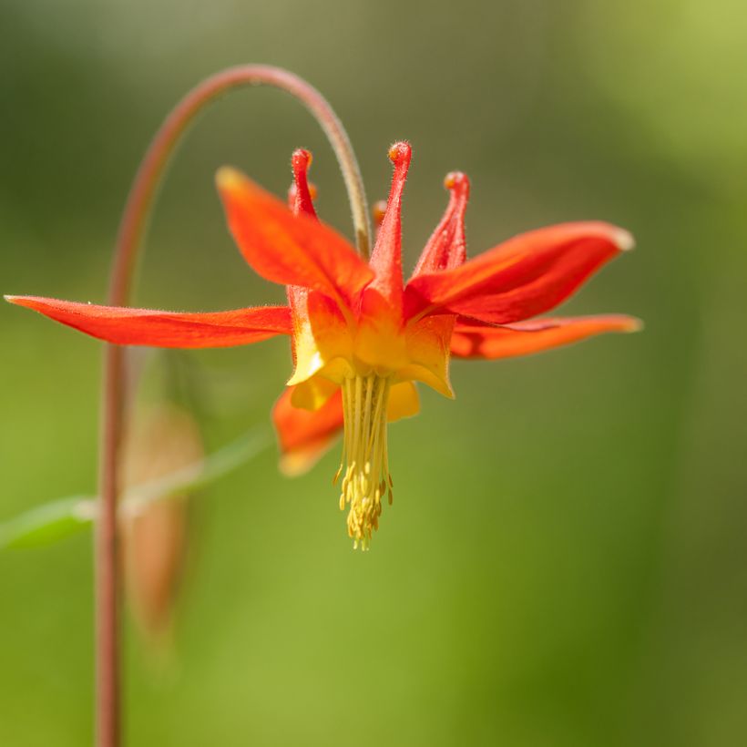 Aquilegia formosa - Schöne Akelei (Flowering)