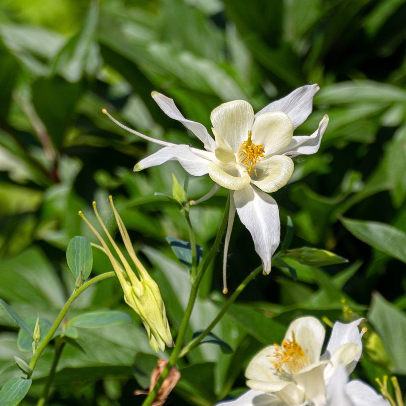 Aquilegia fragrans - Duftende Akelei (Flowering)