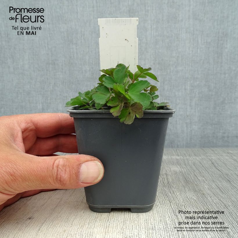 Exemplar von Aquilegia sibirica - Sibirische Akelei Kleine Töpfe von 8/9 cm wie im Frühjahr geliefert