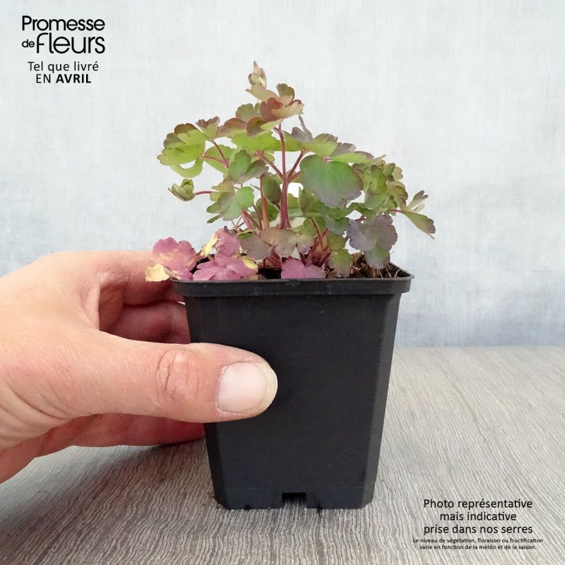 Exemplar von Aquilegia vulgaris - Gemeine Akelei Kleine Töpfe von 8/9 cm wie im Frühjahr geliefert