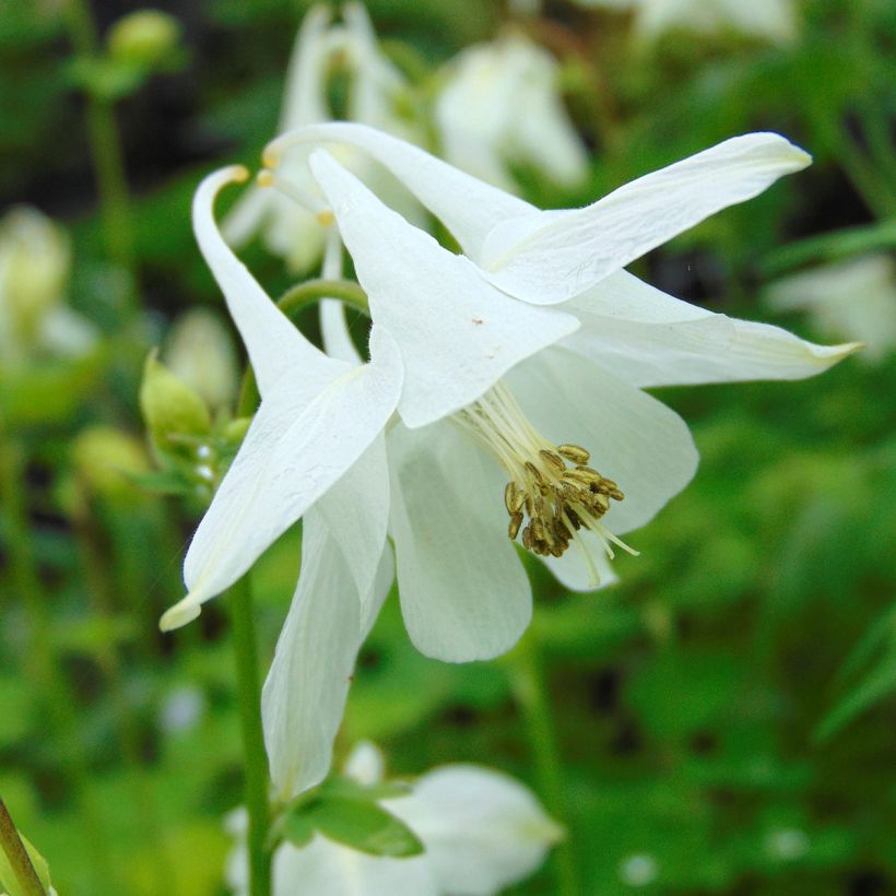 Aquilegia vulgaris var.nivea Munstead White - Garten-Akelei (Flowering)