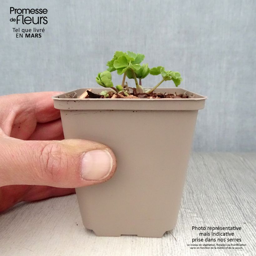 Exemplar von Aquilegia vulgaris var.nivea Munstead White - Garten-Akelei Kleine Töpfe von 8/9 cm wie im Frühjahr geliefert