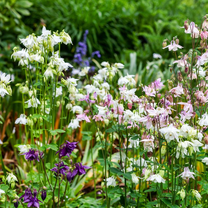 Aquilegia vulgaris var.nivea Munstead White - Garten-Akelei (Plant habit)