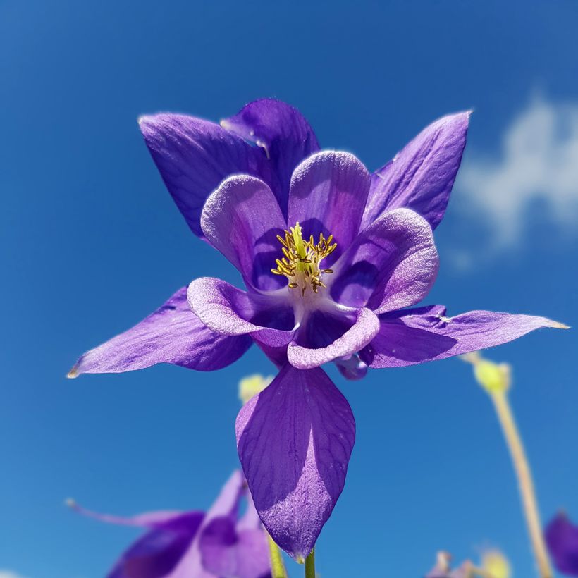 Aquilegia vulgaris - Gemeine Akelei (Flowering)