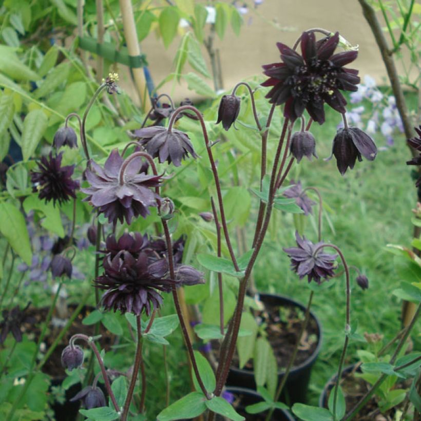Aquilegia vulgaris var. stellata Black Barlow - Garten-Akelei (Plant habit)