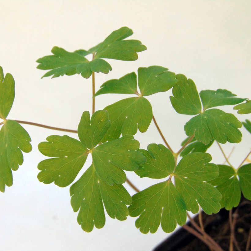 Aquilegia Blue Star - Garten-Akelei (Foliage)