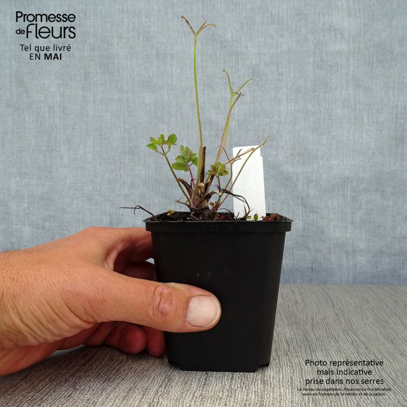 Exemplar von Aquilegia Blue Star - Garten-Akelei Kleine Töpfe von 7/8 cm wie im Frühjahr geliefert