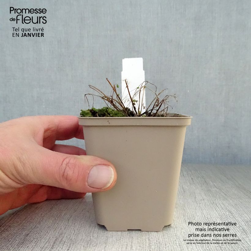 Exemplar von Aquilegia viridiflora Chocolate Soldier - Akelei Kleine Töpfe von 8/9 cm wie im Winter geliefert