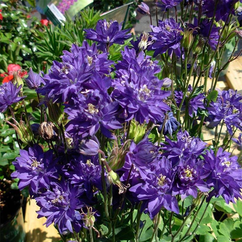 Aquilegia Clementine Blue - Garten-Akelei (Flowering)