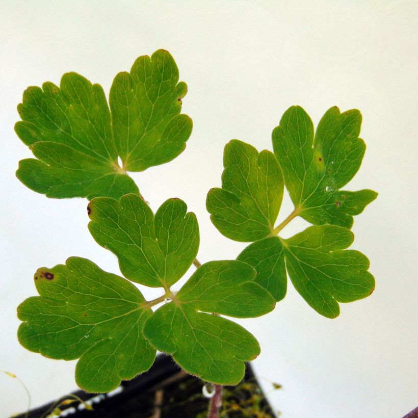 Aquilegia Clementine Blue - Garten-Akelei (Foliage)