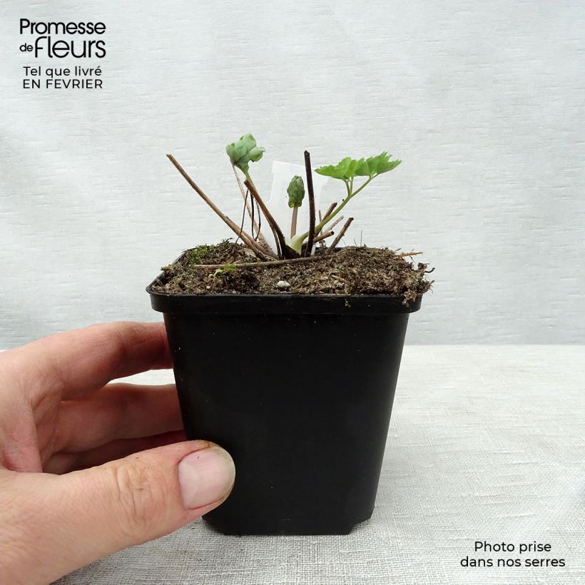 Exemplar von Aquilegia Clementine Blue - Garten-Akelei Kleine Töpfe von 8/9 cm wie im Winter geliefert