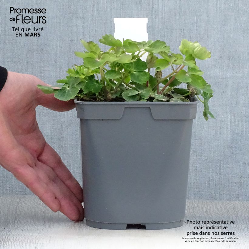 Example of Aquilegia Clementine Blue - Garten-Akelei Topf mit 2L/3L as you get in printemps