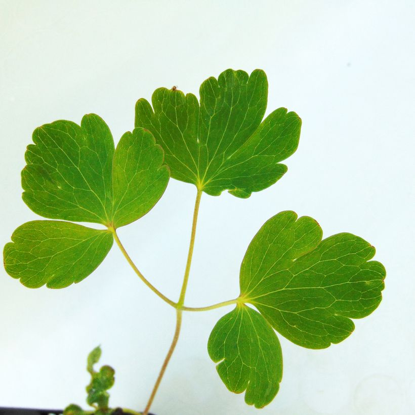 Aquilegia Clementine Dark Purple - Garten-Akelei (Foliage)