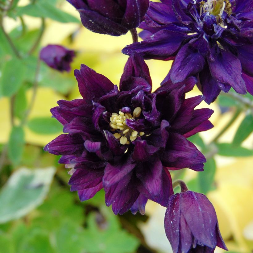 Aquilegia Clementine Dark Purple - Garten-Akelei (Flowering)