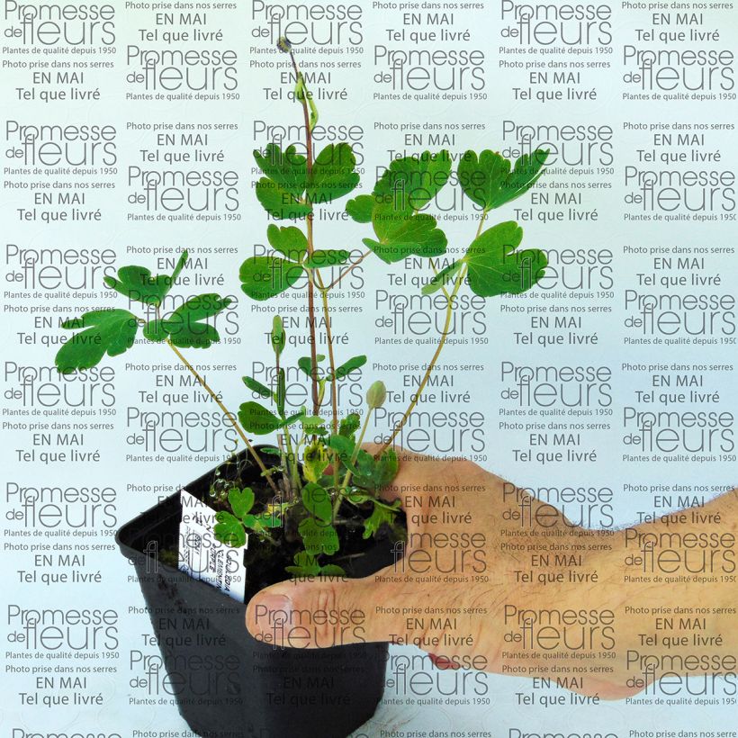 Example of Aquilegia Clementine Dark Purple - Garten-Akelei Kleine Töpfe von 8/9 cm as you get