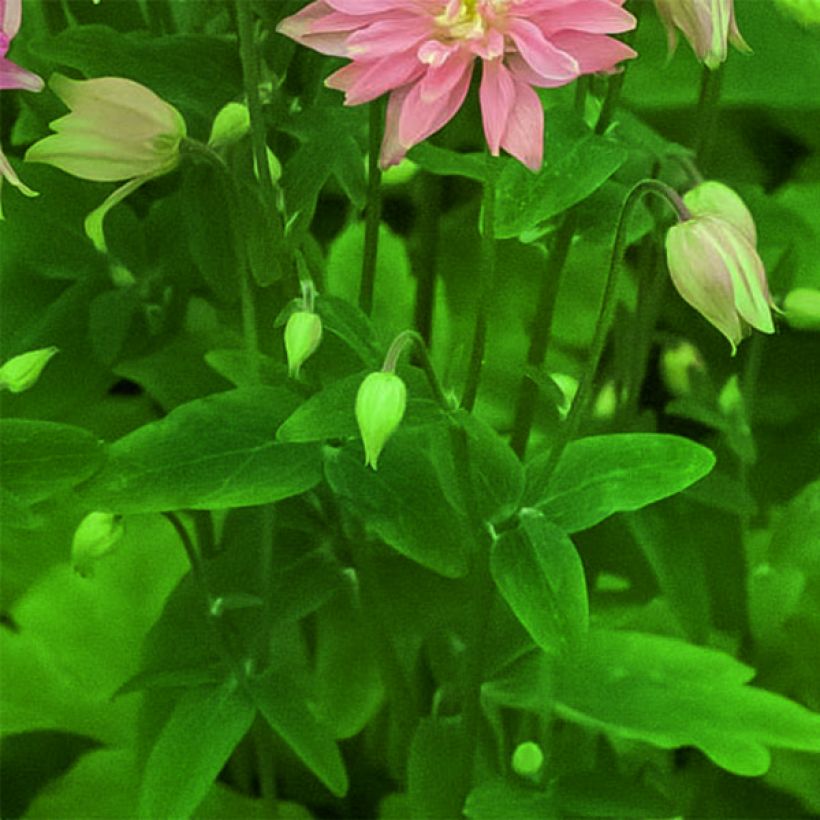 Aquilegia vulgaris clematiflora Clementine Salmon Rose - Garten-Akelei (Foliage)