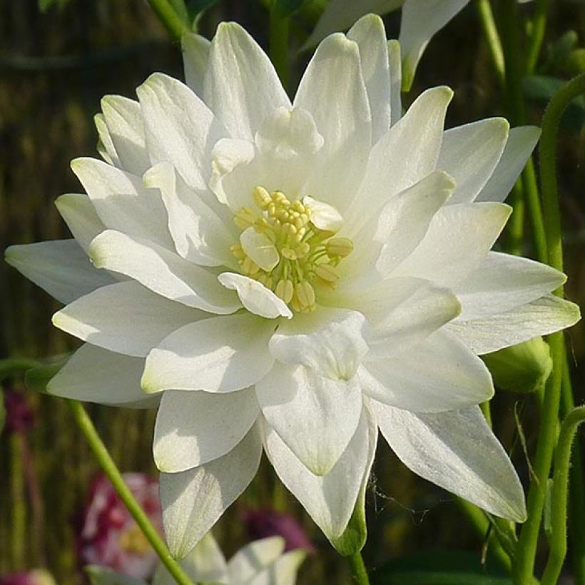 Aquilegia Clementine White - Garten-Akelei (Flowering)