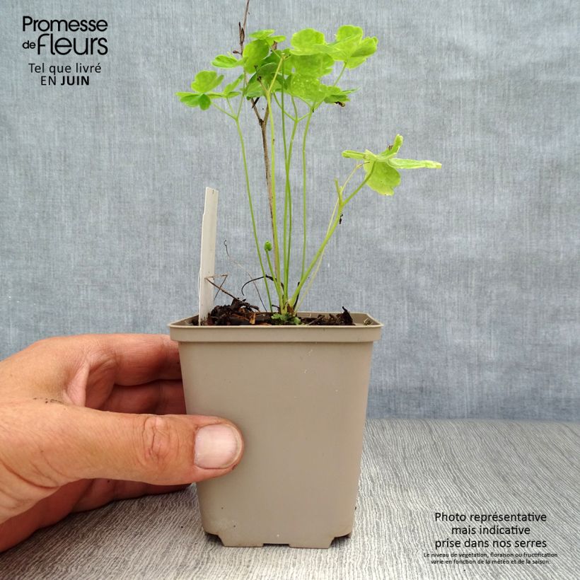 Example of Aquilegia Clementine White - Garten-Akelei Kleine Töpfe von 8/9 cm as you get in ete