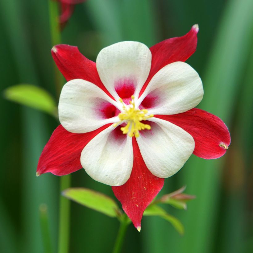 Aquilegia Rotstern (Crimson Star) - Langspornige Akelei (Flowering)